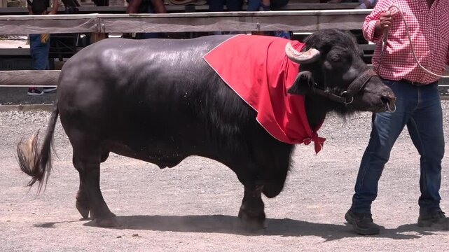B&uacute;falo peque&ntilde;o, con pa&ntilde;uelo en el cuello y aro en la nariz