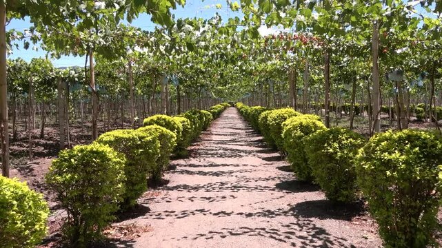 Camino de campos de uvas, vi&ntilde;edo Colomiano
