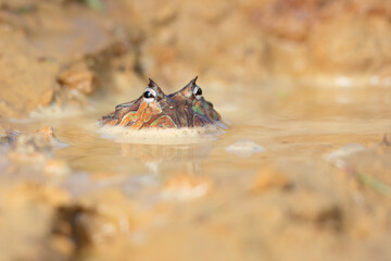 The Surinam horned frog (Ceratophrys cornuta ), also known as Amazonian horned frog, is a bulky...