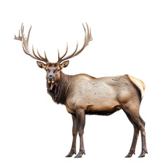 Majestic elk stag with large antlers standing proudly on transparent PNG background for wildlife-themed projects.