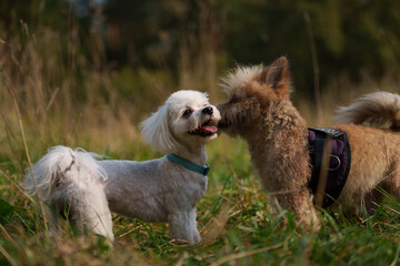 White Maltese is posing in forest during sunny day. Dogs play with each other in grass field 