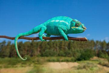 Panther chameleon (Furcifer pardalis) is a species of chameleon found in the eastern and northern parts of Madagascar in a tropical forest biome. 