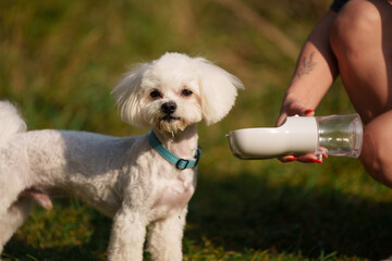 White Maltese is posing in forest during sunny day