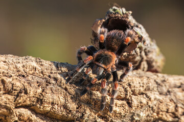 Rachypelma auratum (also called Mexican flame knee) is a tarantula endemic to the regions of Guerrero and Michoacán in Mexico.