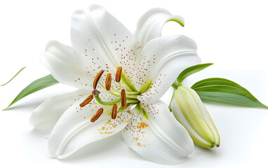 Obraz premium Elegant White Lily With Pristine Petals and Verdant Leaves Isolated on White