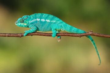 Panther chameleon (Furcifer pardalis) is a species of chameleon found in the eastern and northern...