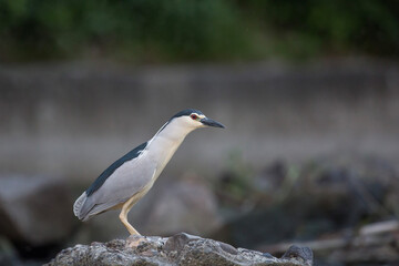 Ślepowron © Michal Przystas