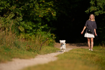 Fototapeta premium Girl throws a stick to the dog in natural park of Town. Woman in blue dress walking with dog