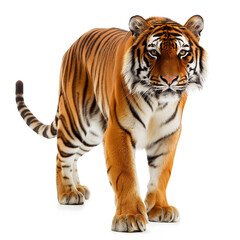 Naklejka premium Majestic Adult Bengal Tiger Isolated on White Background