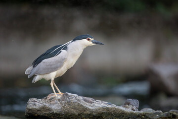 Ślepowron © Michal Przystas