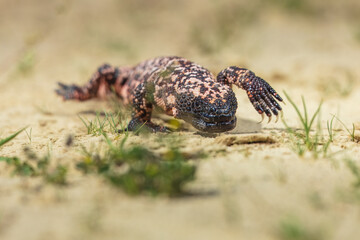 Gila monster (Heloderma suspectum is a species of venomous lizard native to the southwestern United States and northwestern Mexican state of Sonora. A heavy, typically slow-moving lizard.