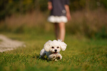 Girl throws a stick to the dog in natural park of Town. Woman in blue dress walking with dog