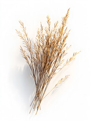 Fototapeta premium Golden Dry Wheat Stalks Isolated on White Background – Natural Autumn Decor, Rustic Farm Harvest, Organic Agriculture Theme 