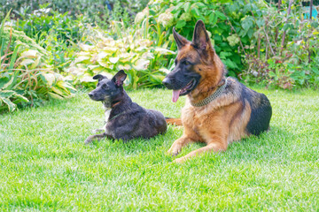 Two dogs on green grass on sunny day