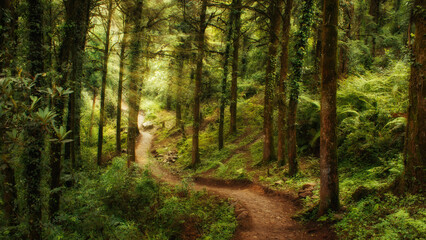 Fototapeta premium path in the woods