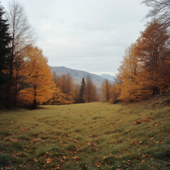 Fototapeta premium Autumn colors illuminating a clearing in the forest