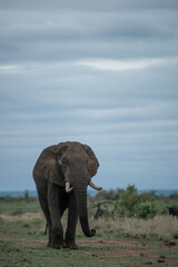 Obraz premium Elephant