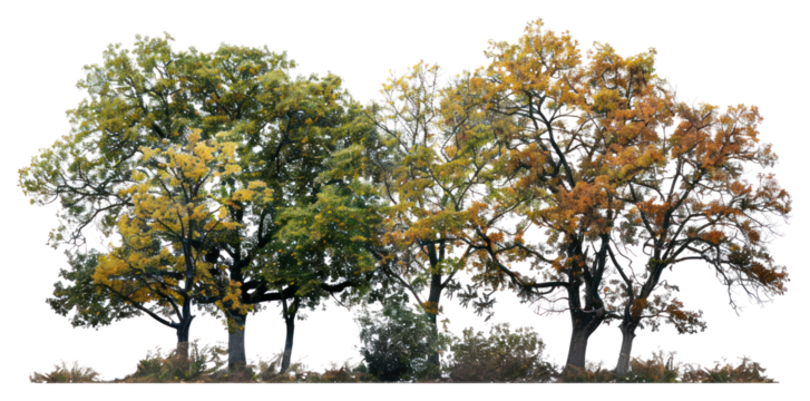 PNG Colorful autumn trees in line