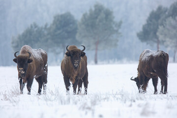 Żubr europejski © Michal Przystas
