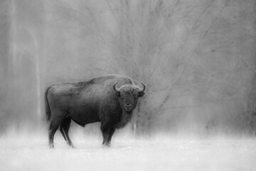 Żubr europejski © Michal Przystas