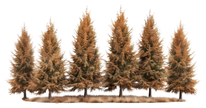 PNG Autumn pine trees in row