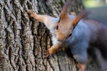 Curious red squirrel peeking behind the tree trunk