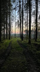 morning in the woods