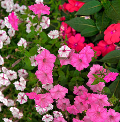 Beautiful Flowers Blooming in Garden