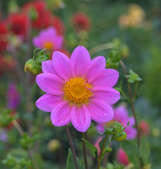Beautiful close-up of a pink dahlia flower