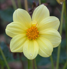 Beautiful close-up of a dahlia flower
