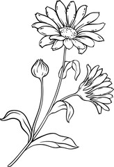 Arnica Plant with Flowers and Leaves Outline Illustration.