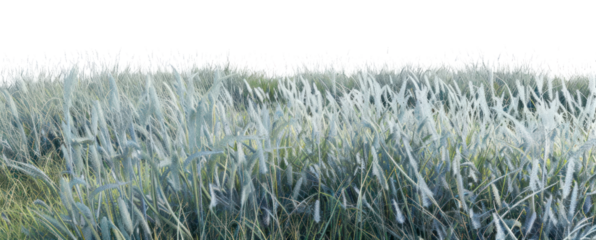 PNG Blue Grama nature land vegetation.