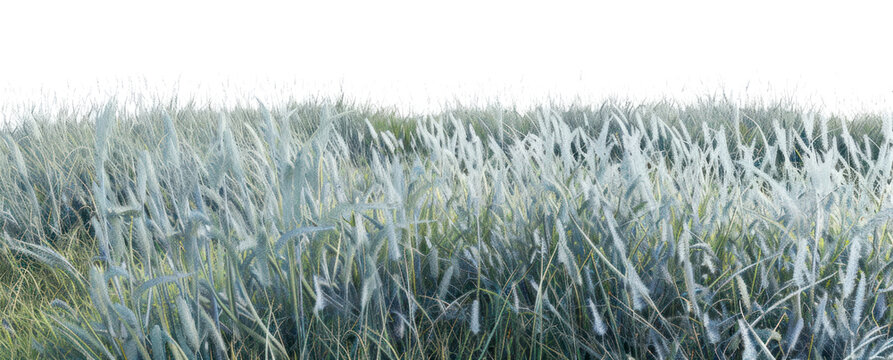 PNG Blue Grama nature land vegetation.