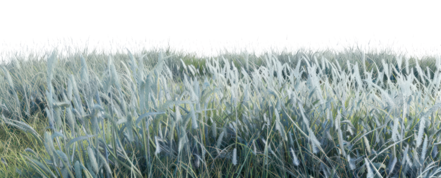 PNG Blue Grama nature land vegetation.