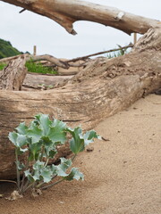 Paisajes con troncos en primer plano y vegetación sobre arena de playa