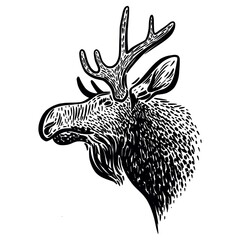 Obraz premium Illustration of a hand-drawn moose head