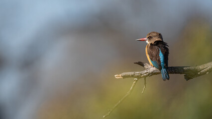 Brown-hooded Kingfisher