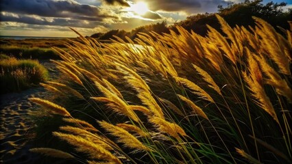 Golden grasses swaying gently in the warm sunset light.