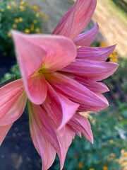 pink dahlia in the garden