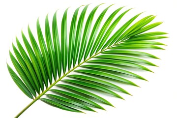 Obraz premium botanical, plant, vacation, vibrant colors, tropical plants, medium shot, green, foliage, Tropical palm leaf isolated on white background with clipping path captured in a medium shot