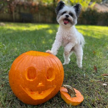 Small dog with paw on jack-o-lantern Halloween pumpkin.