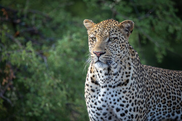 Leopard stare