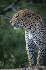 Leopard stands tall