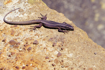 Madeira 2024 BR3A6042.dng