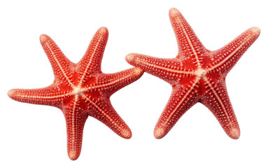 PNG  Beautiful sea stars starfish invertebrate echinoderm.
