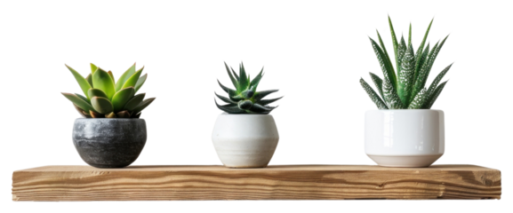 Succulent plants on wooden shelf