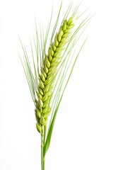 Barley On White. Isolated Green Spikelet of Wheat in Natural Field Background