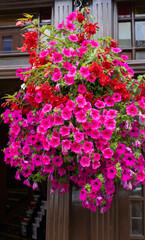 Petunias colgando en una gran maceta