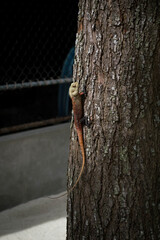 Bright iguana on a tree in a tropical forest. Iguana close-up
