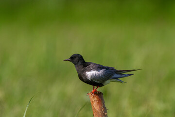Rybitwa białoskrzydła © Michal Przystas